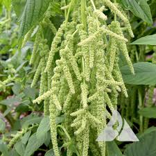 Image result for Amaranthus viridis
