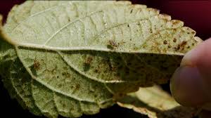 Butterfly bush leaves turning yellow with brown spots. What S Eating Your Plants