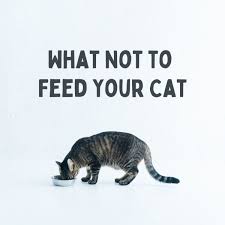 Can cats die from eating bread? Toxic Foods What Your Cat Should Never Eat Pethelpful By Fellow Animal Lovers And Experts