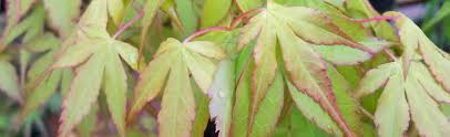 The bark is usually redder in winter compared to the salmon color of its more famous cousin 'sango kaku'. Acer Palmatum Japanese Maple At Portland Nursery And Garden Center