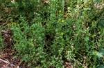 Image result for Nidorella resedifolia
