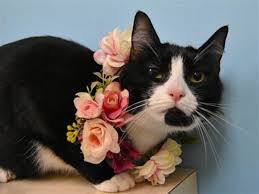 What My Friends At Ohs Say About Me Watch My Video Below Cheek And Chin Scratches Make Me So Happy If You Cute Cats And Kittens Animal Projects Pet Adoption