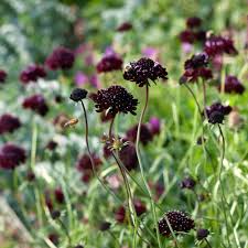 Image result for Scabiosa