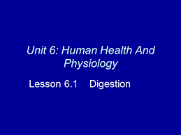 Take this quiz to see how much you know about health insu. Unit 6 Human Health And Physiology Lesson 6 1 Digestion Ppt Download
