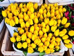 Maybe you would like to learn more about one of these? Water Mill Flowers Opens Fort Lauderdale Flower Market A Wholesale To The Public Flower Market Perishable News