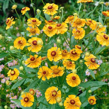 Pflanzen Kolle Sonnenbraut Goldrausch Gelb Mit Brauner Mitte 11 Cm Topf Uppig Bluhende Gartenstaude Mit Gelben Blute Sonnenbraut Pflanzen Gartencenter
