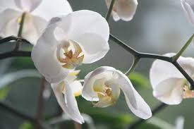Posizionale in una stanza luminosa, con esposizione diretta e. Come Curare L Orchidea In Estate Idee Green