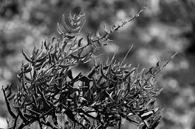 Image result for Eureiandra sp. A