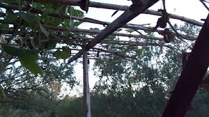 Image result for Lagenaria rufa