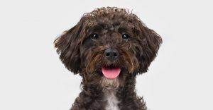 We did not find results for: Schnoodle Puppies In Texas Top 4 Breeders 2021 We Love Doodles