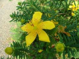 Image result for Hypericum revolutum