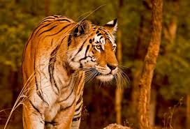 Image result for tigress