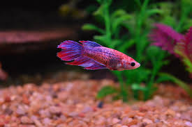 This is just a cheesy lil video to show you some clips of her. Female Veiltail Betta A Photo On Flickriver