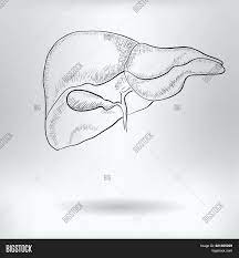 This page offers information about all types of they are useful for documenting facts, drawing plans, and capturing ideas and enhance. Cartoon Symbol Liver Vector Photo Free Trial Bigstock
