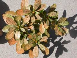 To prevent the death of plants, it is worthwhile to constantly check the condition of the shrubs, if necessary, to take actions to eliminate harmful organisms and diseases. Lace Bugs