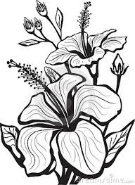 Sketch Of Hibiscus Flowers Hibiscus Flower Drawing Flower Sketches Flower Drawing