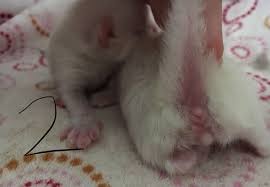 Die jungen wachtelhähne versuchen sich daran die anderen wachteln zu treten. Katzenbaby Geschlecht