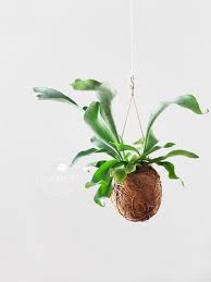 Image result for parožnatka Platycerium