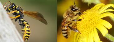 A european bee colony produces five times more honey than a africanized bee colony. Wasp Season In Michigan This Summer Griffin Pest Solutions
