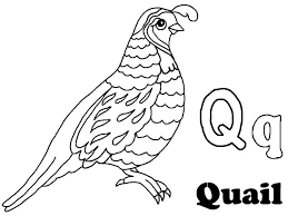 Enjoy these free coloring pages to color, paint or crafty educational projects for young children and the young at heart. Alphabet Q Is For Quail Coloring Page Color Luna