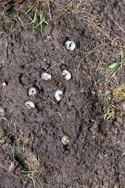 My wife just looked up at our living room ceiling and noticed this group of holes (see attached picture). Lawn Problems Cool Season Grasses