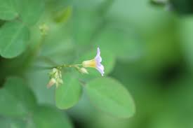 Image result for Oxalis barrelieri