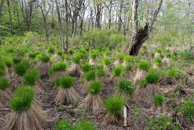 開拓を見つめ続けたヤチボウズ【コラムリレー第14回】 | 集まれ！北海道の学芸員