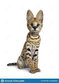 Cute 6 Months Young Serval Cat Kitten Isolated On White Background Photo Abou Abou Serval Cats African Serval Cat Serval