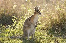 From wikimedia commons, the free media repository. Wallabies Als Haustiere Wie Man Ein Gluckliches Zuhause Fur Sein Haustier Schafft