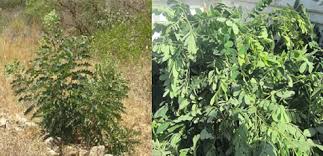 Image result for Senna singueana