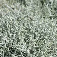 Image result for Brachystephanus calostachyus