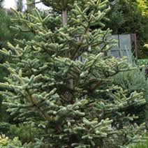 Check spelling or type a new query. Abies Pinsapo Aurea
