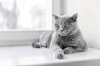 Different Grey Cat Breeds, Grey Cats bring good luck to ...
