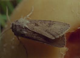 Bildergebnis für Kobby Adi