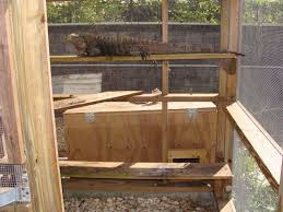 How many iguanas per cage? Cuban Rock Iguana Care Tips Reptiles Magazine
