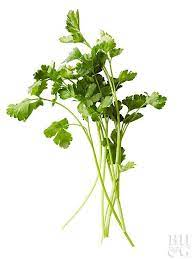 Growing Cilantro For The Freshest Flavor Growing Cilantro Cilantro Plant Parsley Plant