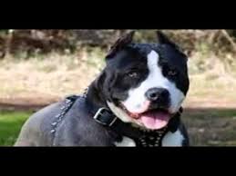 Pitbul Kopekler Gorselleri Youtube