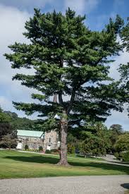 Image result for Pinus