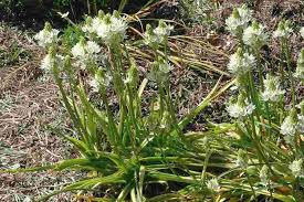 Image result for Ornithogalum seineri