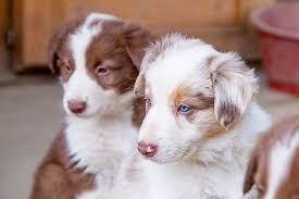 Lovingly known as an aussie, the australian shepherd is a beautiful dog guaranteed to bring energy, life, and love into your home. A Complete Guide To The Border Collie Australian Shepherd Mix All Things Dogs All Things Dogs