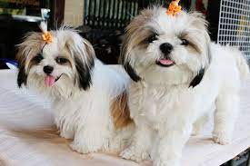 Healthy Tips On How To Take Care Shih Tzu Puppies | Shih Tzu Puppy, Shih Tzu  Puppy Care, Shih Tzu