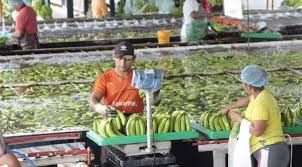 La canarinha sabe que un triunfo esta noche en porto alegre ante la tricolor abriría una distancia interesante de cuatro puntos con argentina, segunda en. Ecuador S Top 5 Banana Exporters In 2019