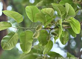 Image result for Milicia excelsa