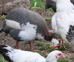 However, it's to be expected the young guinea hens lay eggs the spring after they've been hatched, so in their second season. Feeding Guinea Fowl Cluckin