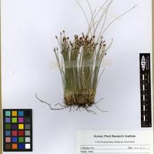 Image result for Schoenoplectus muriculatus