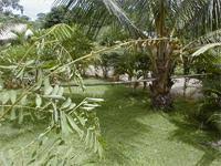 Image result for Tephrosia noctiflora