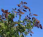 Image result for Julbernardia seretii