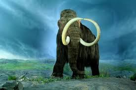 Sep 15, 2021 · thousands of years ago, herds of woolly mammoths roamed the tundra of asia, europe, and north america. Woolly Mammoth World History Encyclopedia