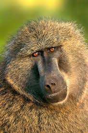 Babuino Baboon Animals Beautiful Animals Wild