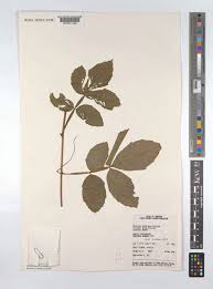 Image result for Paullinia pinnata